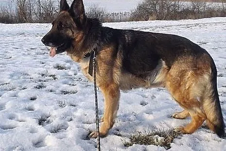 Roxana w typie owczarka niemieckiego,  warmińsko-m