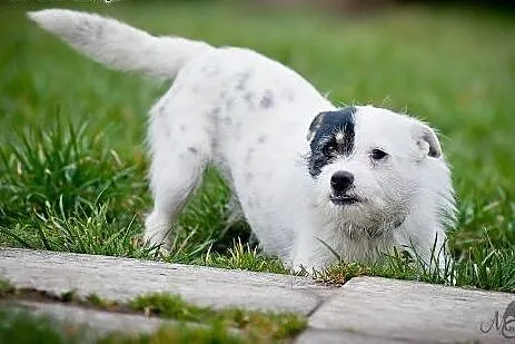 Najpiękniejszy Korso na świecie szuka super domu,  Pozostałe rasy cała Polska