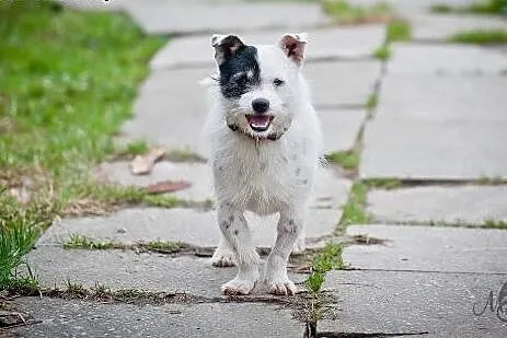 Najpiękniejszy Korso na świecie szuka super domu, 