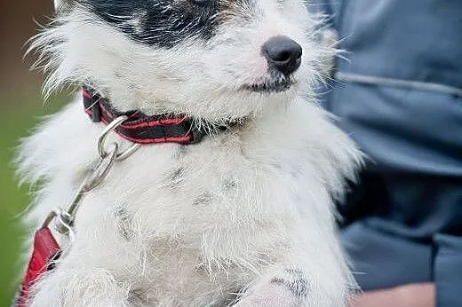 Najpiękniejszy Korso na świecie szuka super domu, 
