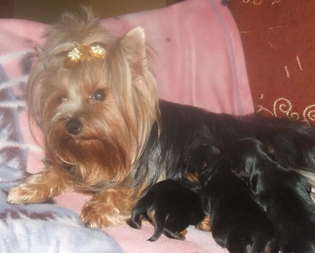 Yorki z Rodowodem
