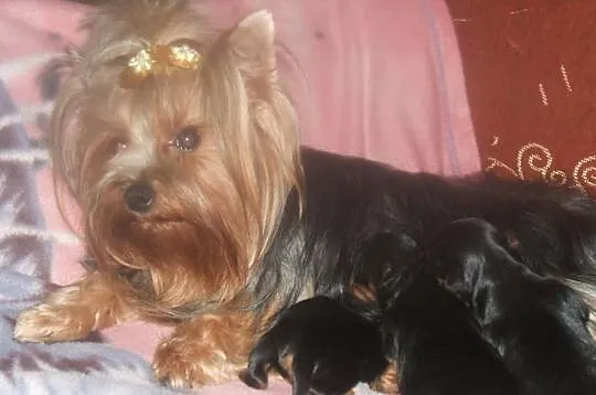 Yorki z Rodowodem