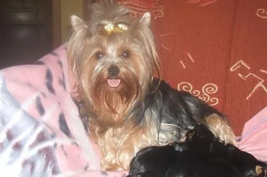 Yorki z Rodowodem