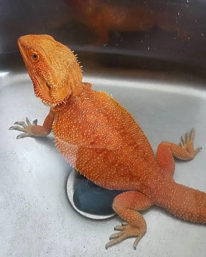 Agama Brodata high contrast Orange, Mazowieckie, Warszawa