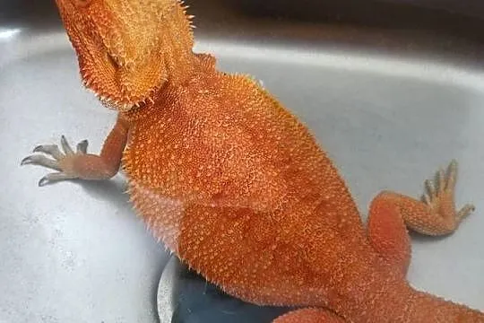 Agama Brodata high contrast Orange, Mazowieckie, Warszawa