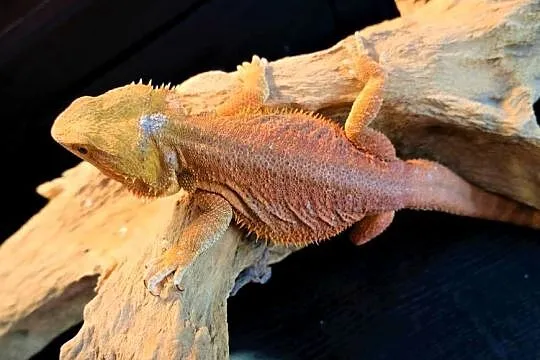 Agama Brodata high contrast Orange, Mazowieckie, Warszawa