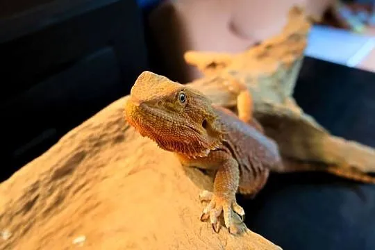 Agama Brodata high contrast Orange, Mazowieckie, Warszawa