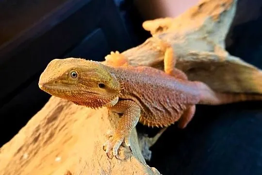Agama Brodata high contrast Orange, Mazowieckie, Warszawa