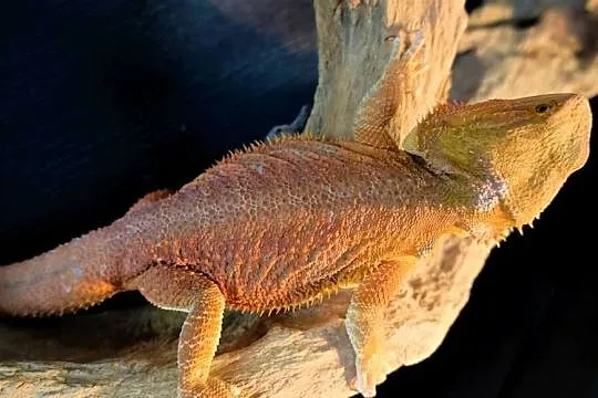 Agama Brodata high contrast Orange, Mazowieckie, Warszawa