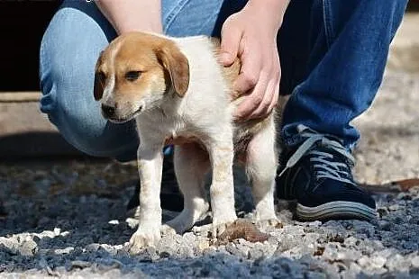 Aktywny chłopak do adopcji,  mazowieckie Warszawa