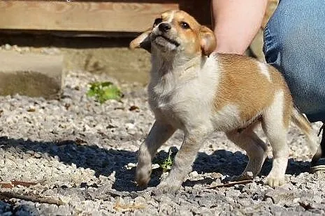 Aktywny chłopak do adopcji,  mazowieckie Warszawa