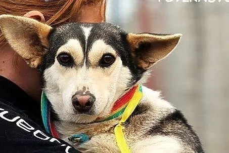 MRÓWA młodziutka, niewielka, nimi husky SZUKA DOMU