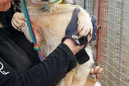 MRÓWA młodziutka, niewielka, nimi husky SZUKA DOMU