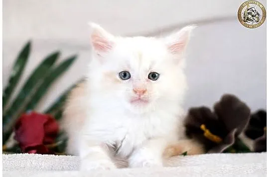 Kremowy srebrzysty kocurek maine coon