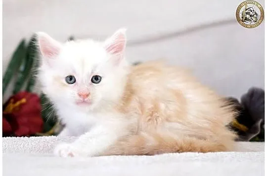 Kremowy srebrzysty kocurek maine coon, Mazowieckie, Warszawa
