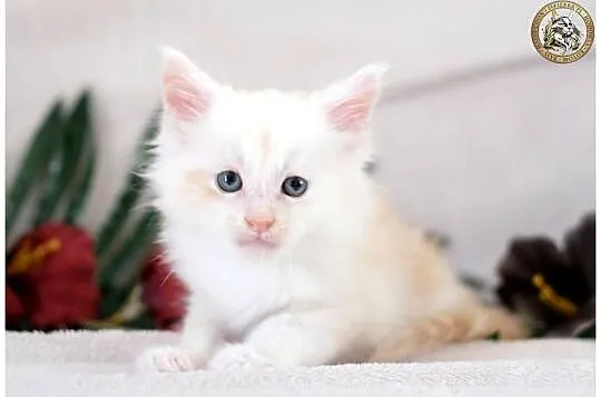 Kremowy srebrzysty kocurek maine coon, Mazowieckie, Warszawa