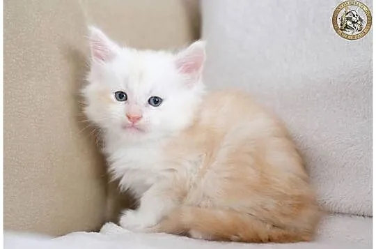 Kremowy srebrzysty kocurek maine coon, Mazowieckie, Warszawa