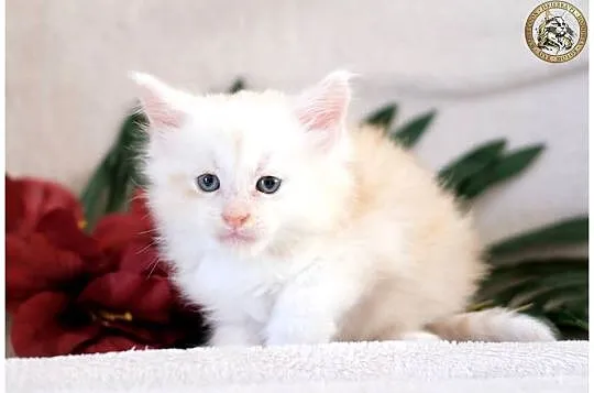 Kremowy srebrzysty kocurek maine coon, Mazowieckie, Warszawa