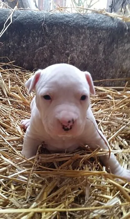 Szczeniaki amstaff