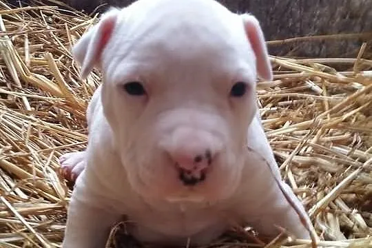 Szczeniaki amstaff