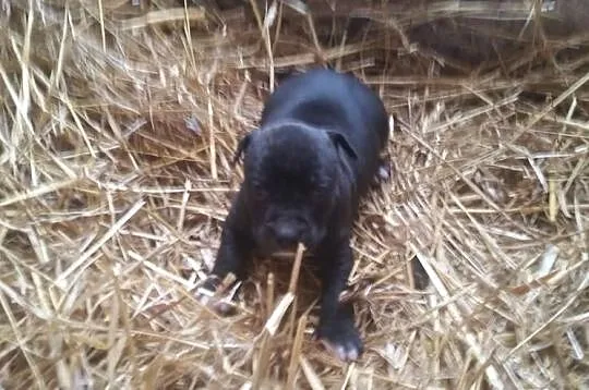 Szczeniaki amstaff