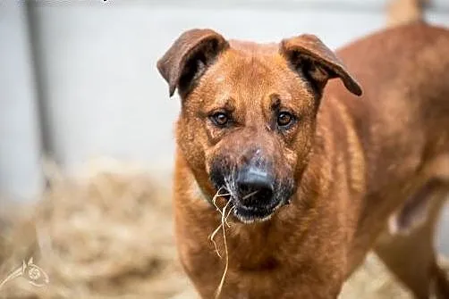 Wesoł Korin do adopcji!,  mazowieckie Radom