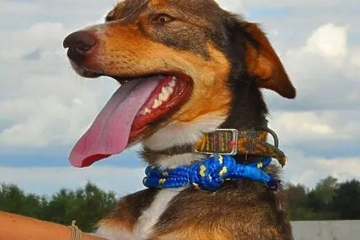 CZAKO - piękny, 1,5 roczny psiak szuka pilnie domu
