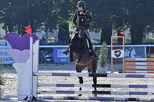 Łyskacz ogier małopolski Stanówka!, , 