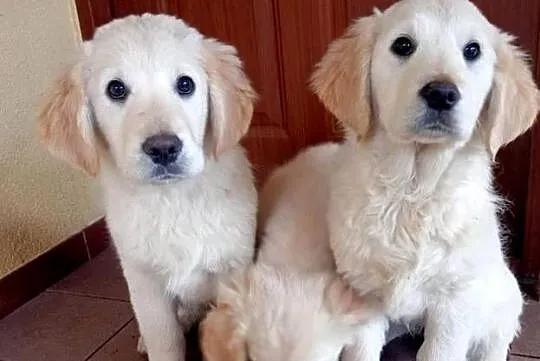 Golden retriever, Świętokrzyskie, Gągolin