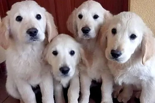 Golden retriever, Świętokrzyskie, Gągolin