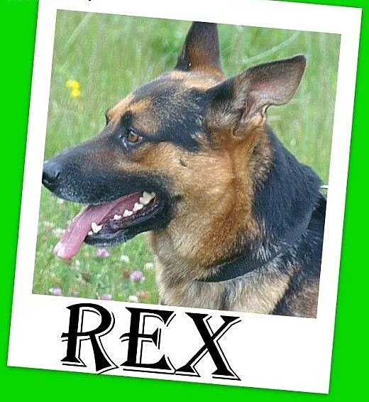 REX-owczarek niem.mix,średni,przyjazny,czujny pies