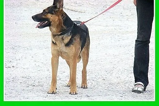 REX-owczarek niem.mix,średni,przyjazny,czujny pies