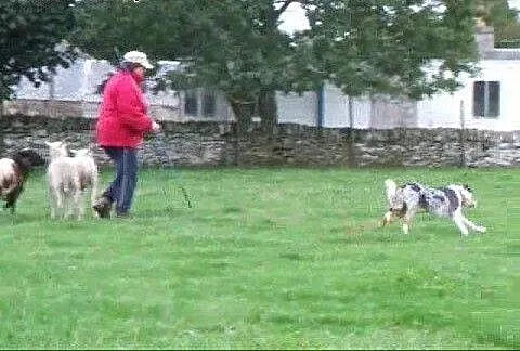 Krycie psem border collie, Border collie cała Pol