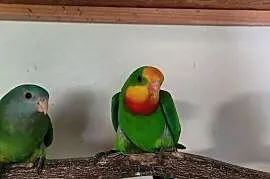 Para papug baraband