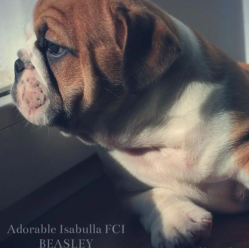 Buldog angielski piękne szczenięta po Champ. FCI