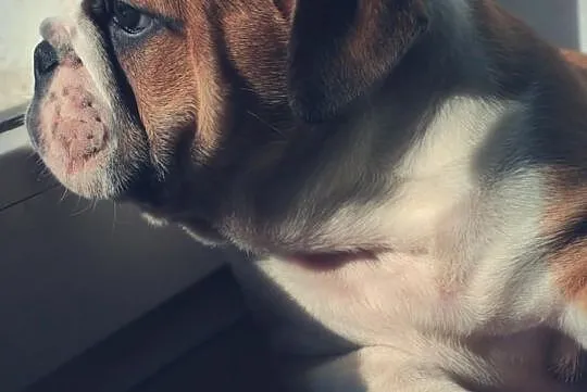 Buldog angielski piękne szczenięta po Champ. FCI