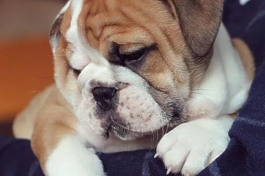 Buldog angielski piękne szczenięta po Champ. FCI