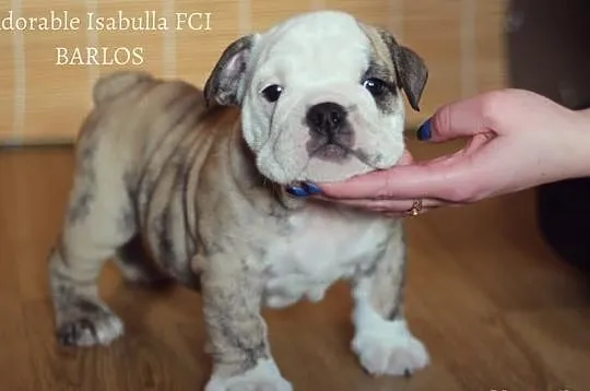 Buldog angielski piękne szczenięta po Champ. FCI