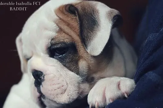 Buldog angielski piękne szczenięta po Champ. FCI