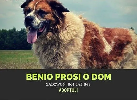 Piękny BENIO-tylko dla silnego, doświadczonego opi