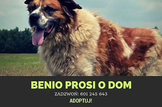 Piękny BENIO-tylko dla silnego, doświadczonego opi