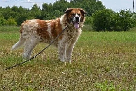 Piękny BENIO-tylko dla silnego, doświadczonego opi