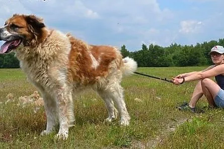Piękny BENIO-tylko dla silnego, doświadczonego opi