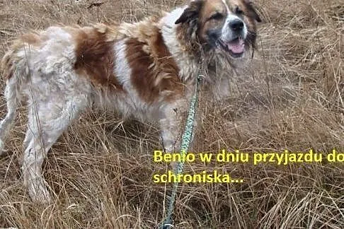 Piękny BENIO-tylko dla silnego, doświadczonego opi