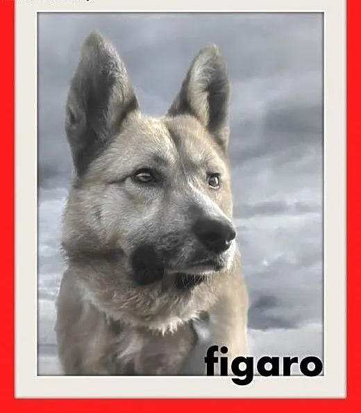 FIGARO,ofiara okrucieństwa,średni,łagodny,wrażliwy