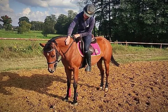 Klacz, kuc, pony 9 lat, 141 cm, , 