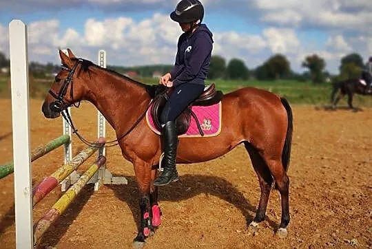 Klacz, kuc, pony 9 lat, 141 cm, , 
