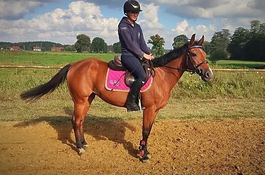 Klacz, kuc, pony 9 lat, 141 cm, , 