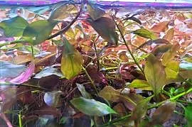 Ludwigia czerwona roślina akwariowa.