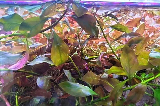Ludwigia czerwona roślina akwariowa.